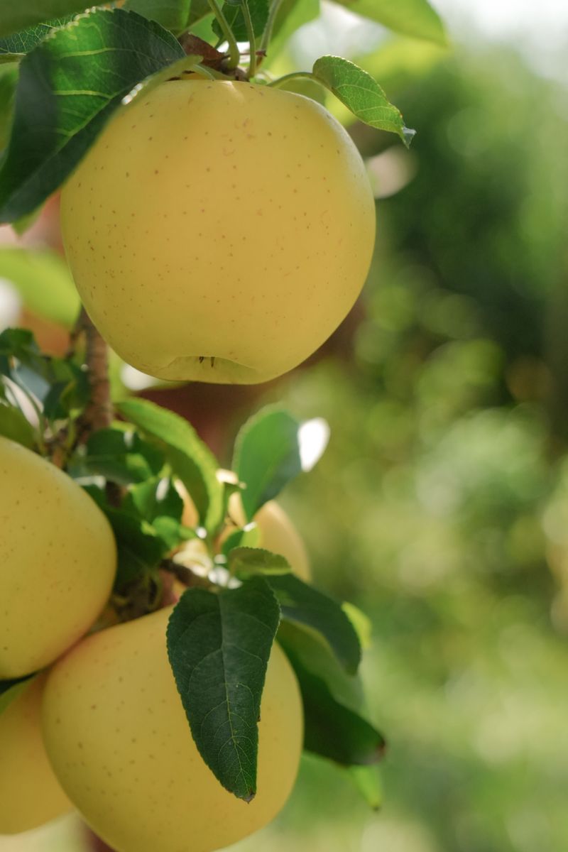 Golden Delicious Golden Delicious