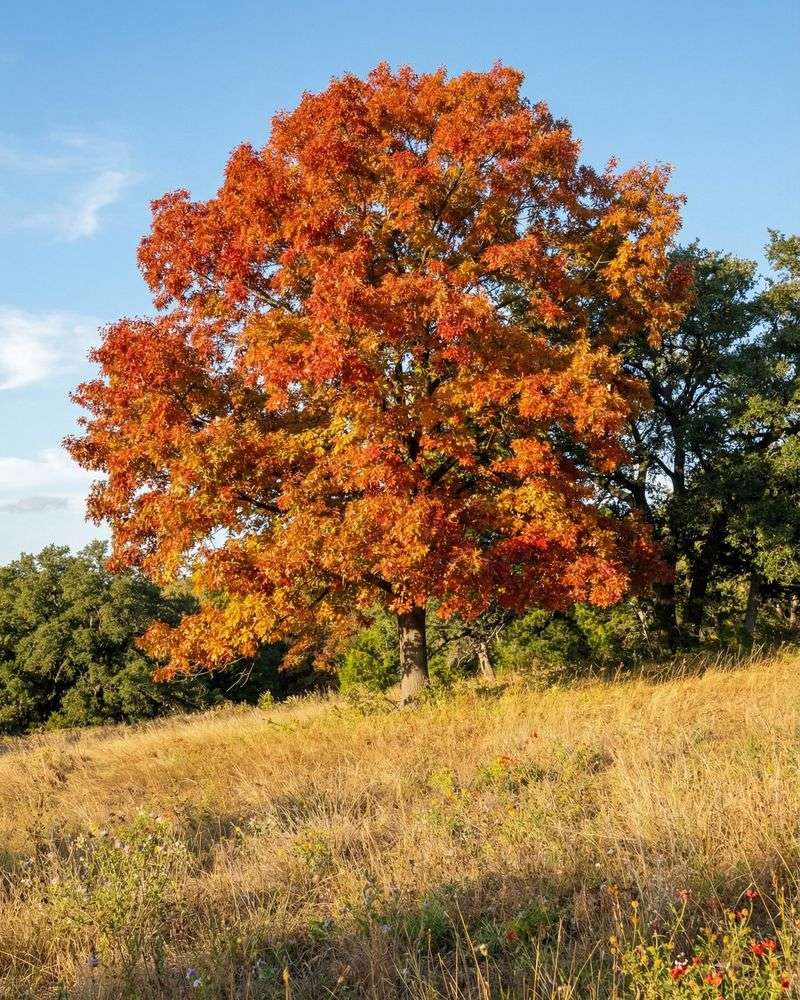 Golden Fall Color Comes To Texas Too Golden Fall Color Comes To Texas Too