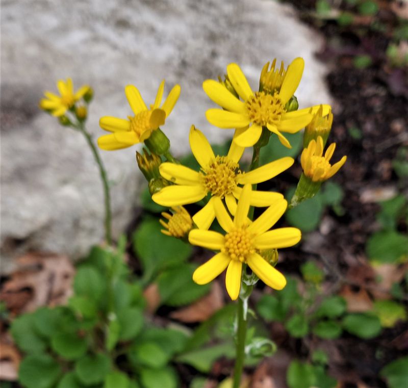Golden Groundsel