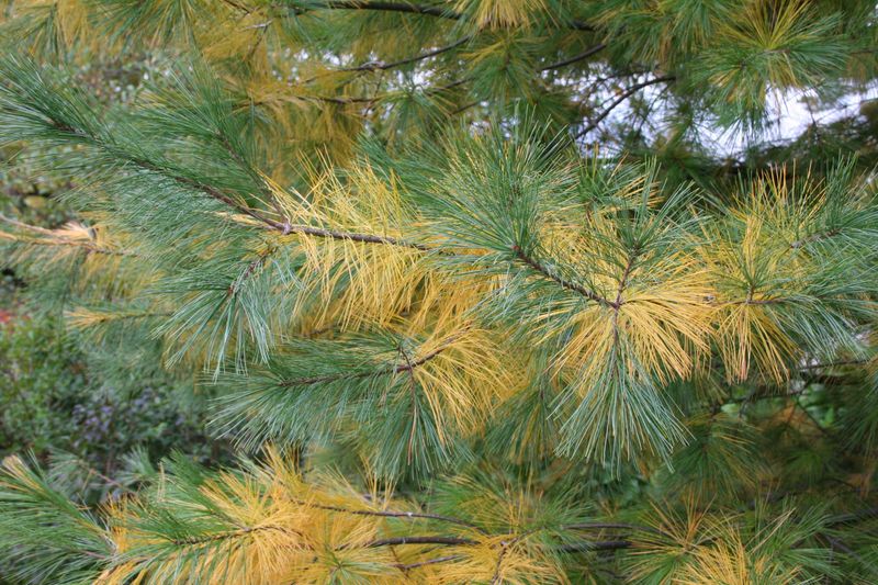 Golden Inner Pine Needles Drop Naturally Every Fall Golden Inner Pine Needles Drop Naturally Every Fall