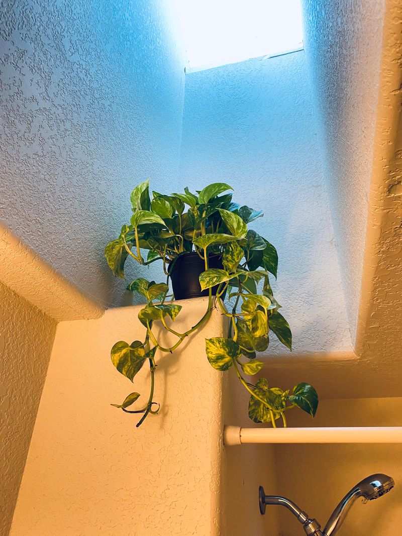 Golden Pothos For Dimmer Corners