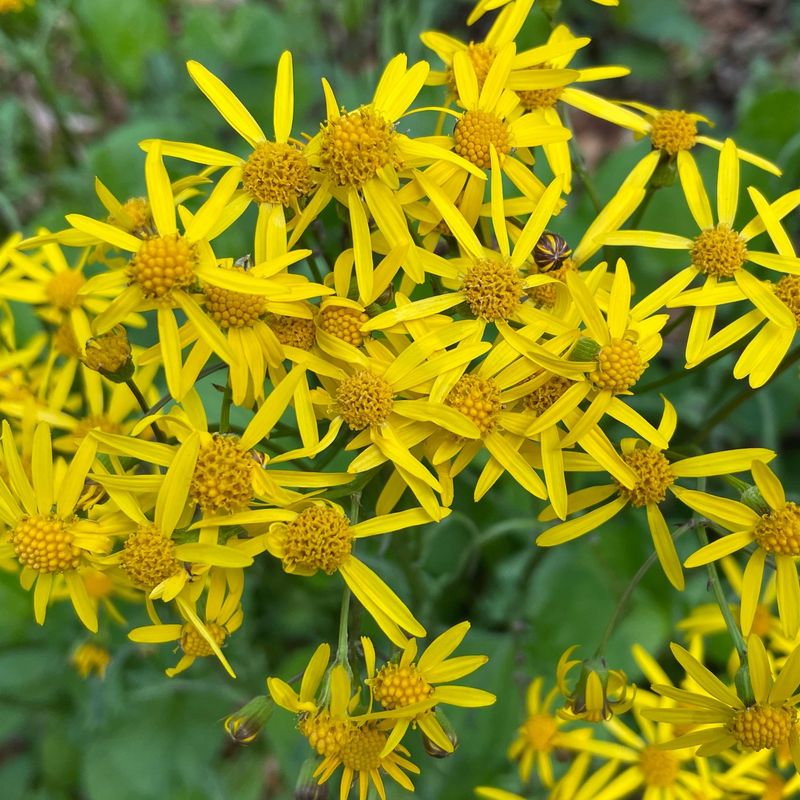 Golden Ragwort Brightens Woodland Beds With Yellow Spring Blooms Golden Ragwort Brightens Woodland Beds With Yellow Spring Blooms