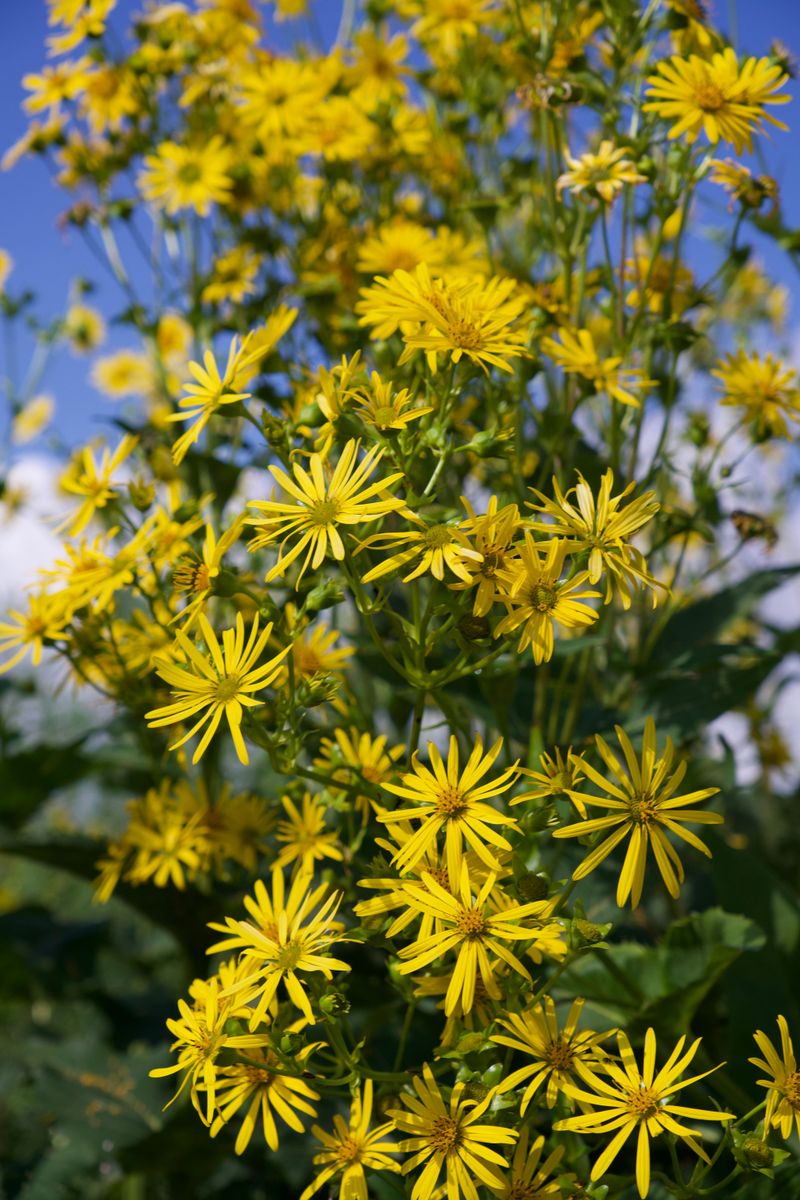 Golden Ragwort Fills Damp Spots