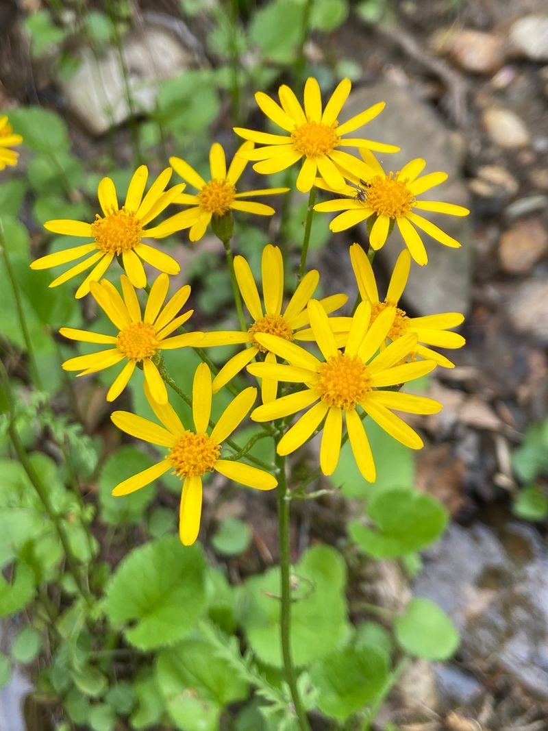 Golden Ragwort Handles Damp Shade And Blooms Early