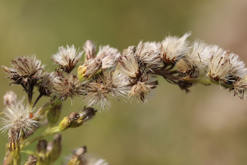 Goldenrod Offers Fluffy Seed Clusters Goldenrod Offers Fluffy Seed Clusters