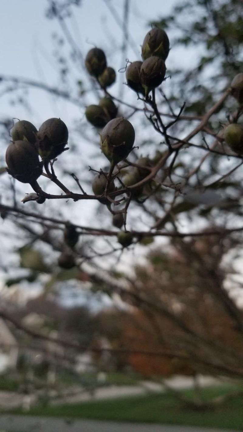 Goldfinches And Other Small Birds Pick At The Seeds In Winter Goldfinches And Other Small Birds Pick At The Seeds In Winter
