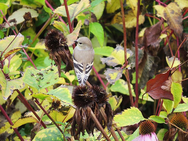 Goldfinches Pick The Heads Clean