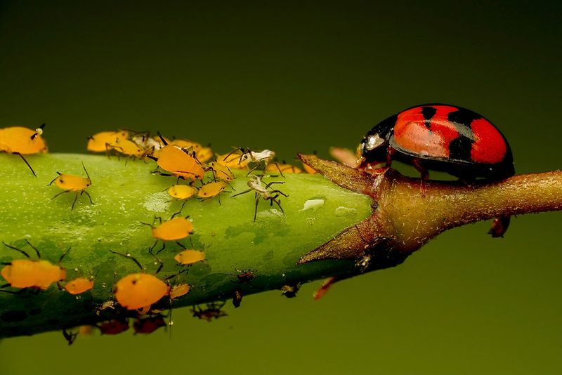 Good Bugs Are Likely On Their Way To Your North Carolina Beds