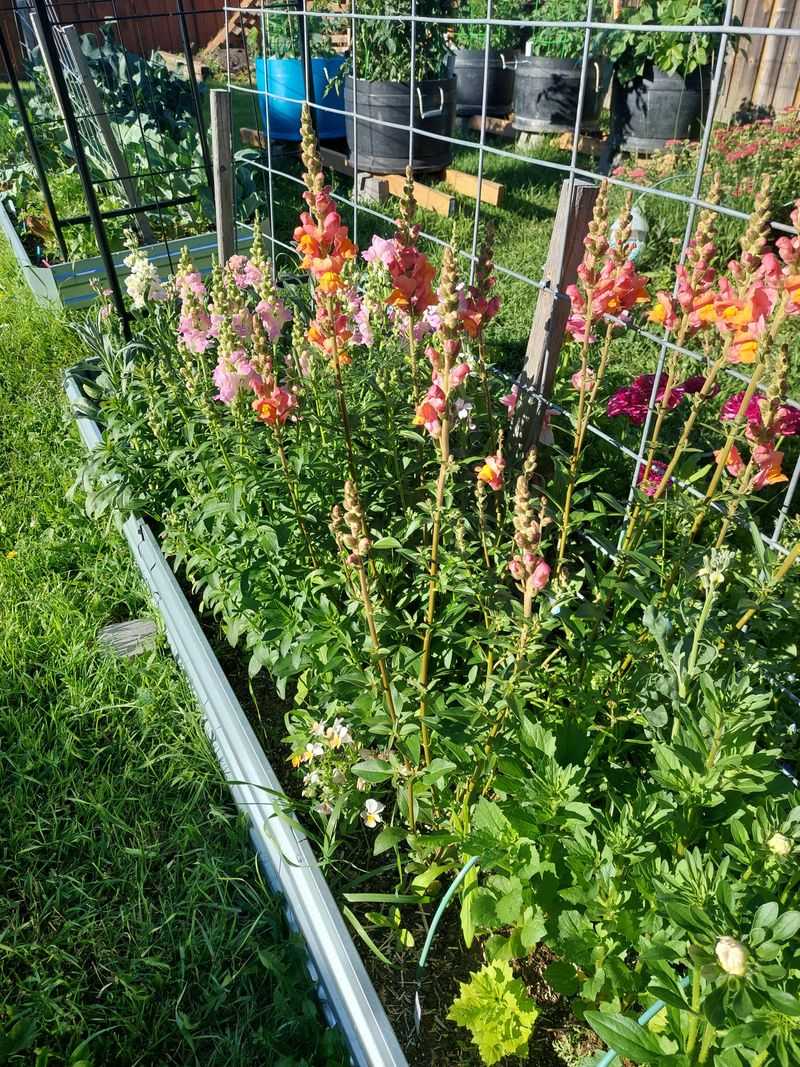 Good Drainage Keeps Plants Healthy