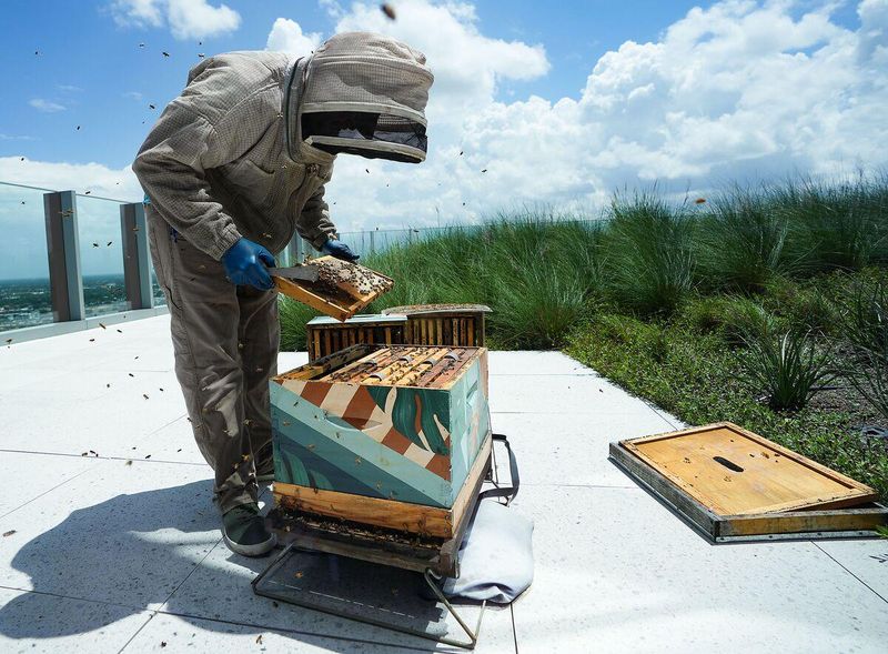 Good Neighbor Habits For Calm Colonies