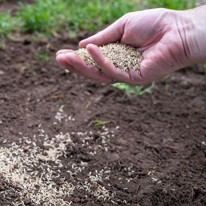 Good Seed To Soil Contact Improves Germination
