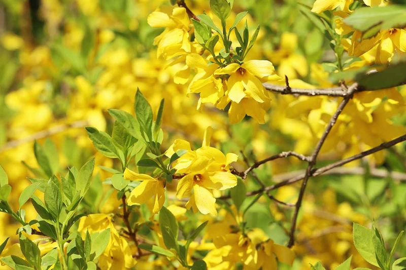 Good Timing Keeps The Natural Arching Shape Full Of Blooms Good Timing Keeps The Natural Arching Shape Full Of Blooms