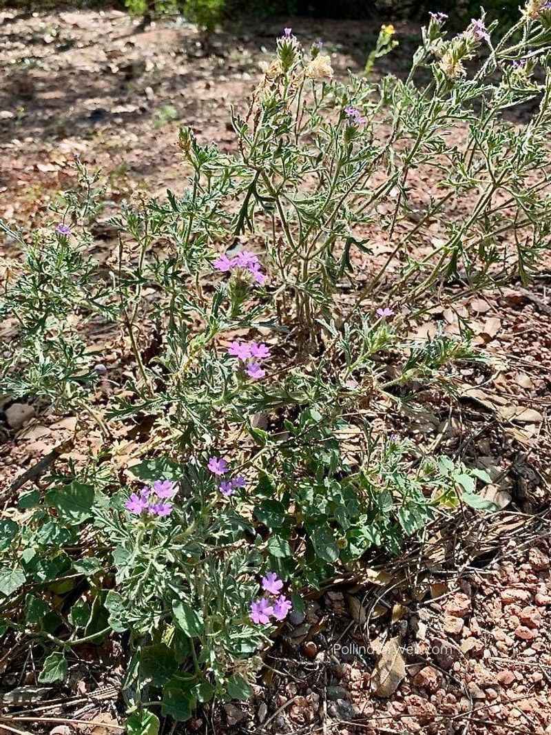 Goodding Verbena