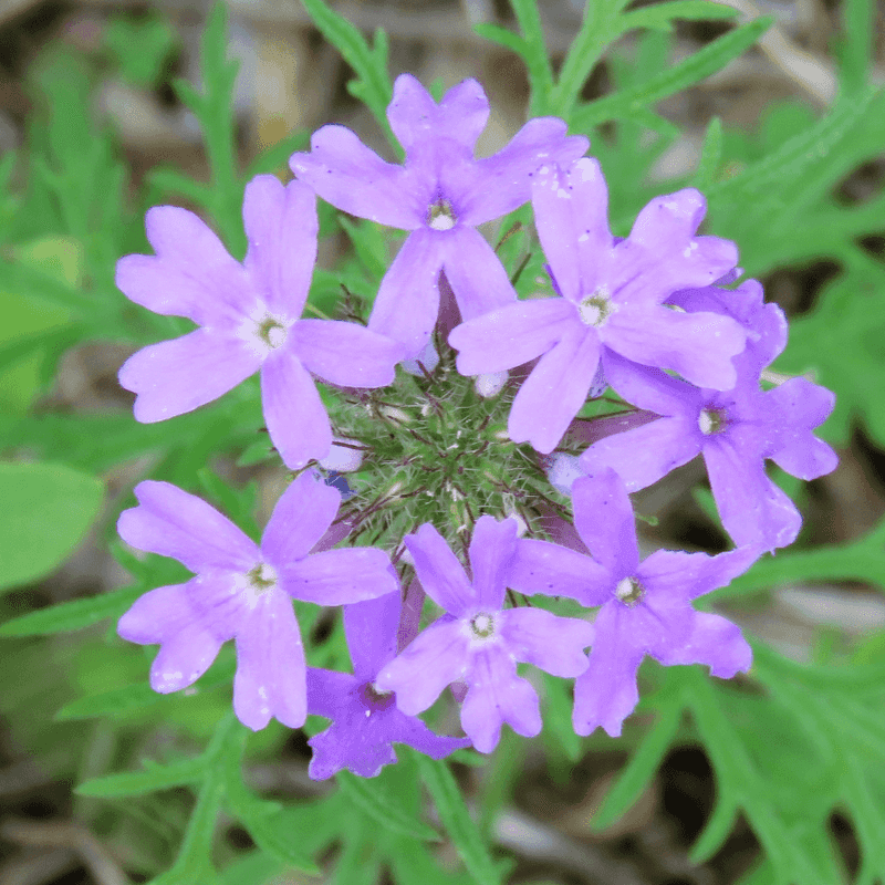 Goodding's Verbena (Glandularia gooddingii) Goodding's Verbena (Glandularia gooddingii)