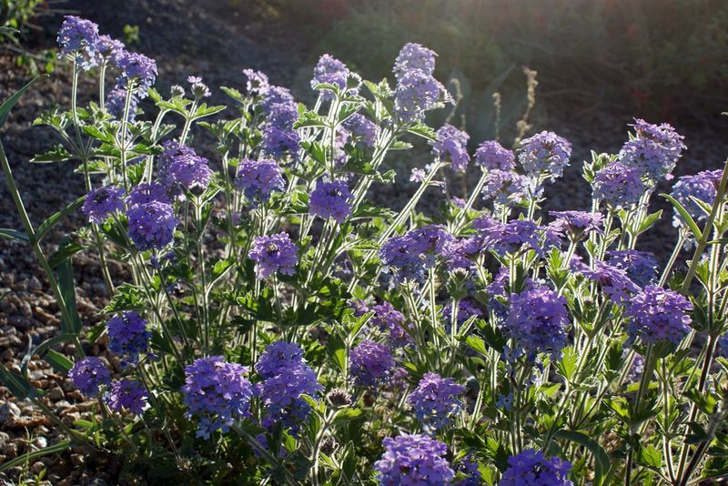 Goodding's Verbena Goodding's Verbena