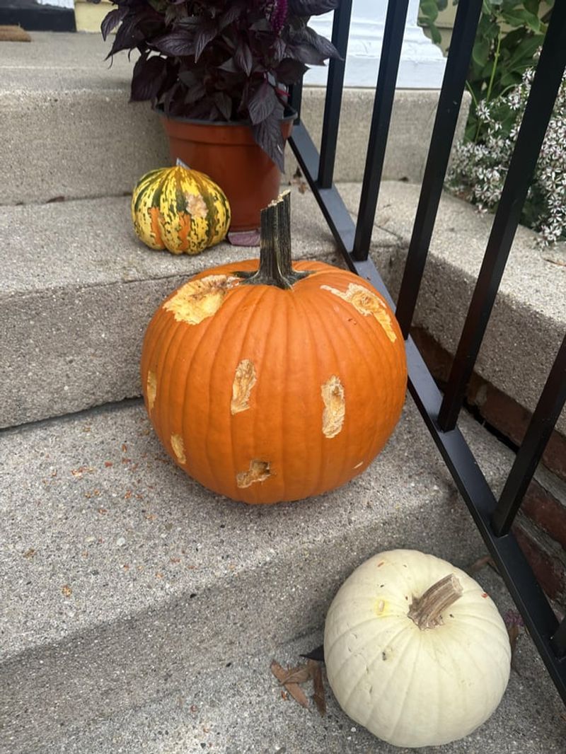 Gourds And Pumpkins Are An Easy Snack Gourds And Pumpkins Are An Easy Snack
