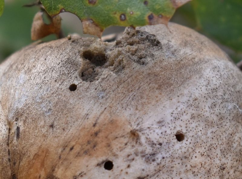 Gouty Oak Galls Deserve A Closer Look