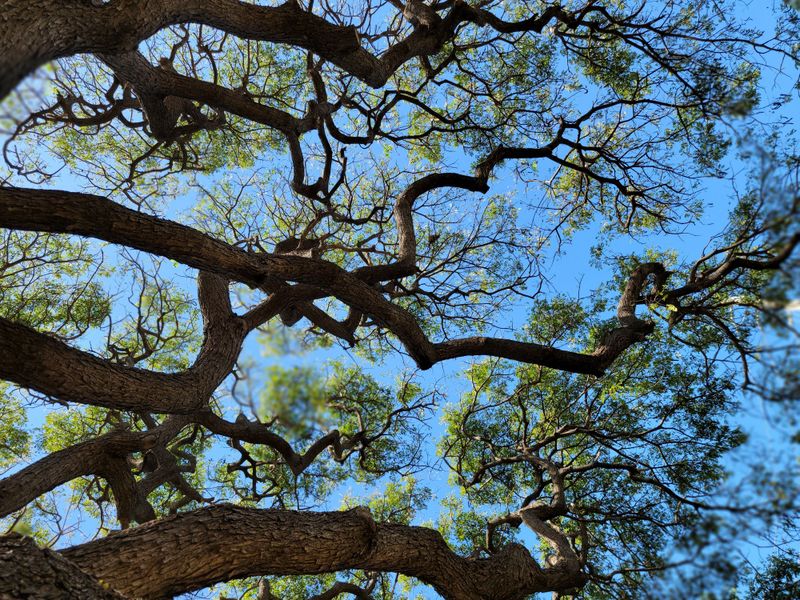 Grab Binoculars And Count The Dreys In Your Neighborhood Oaks Grab Binoculars And Count The Dreys In Your Neighborhood Oaks