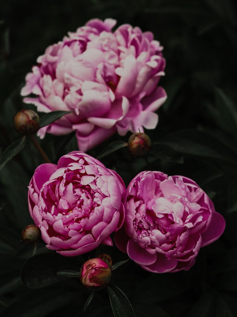 Grab Your Pruners and Cut Peonies Close to the Ground