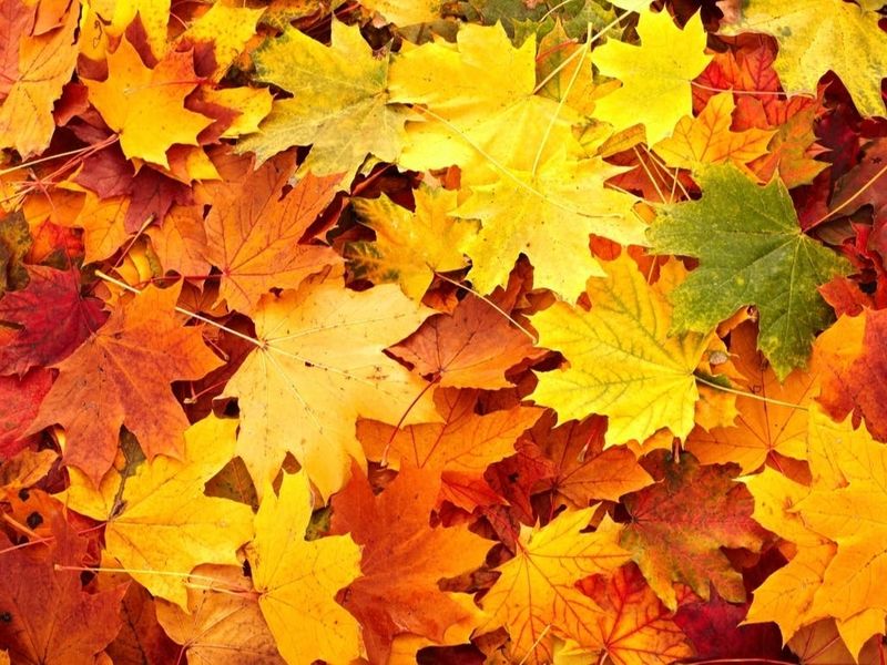 Grab Your Rake Because Fall Cleanup Is The Real Fix Grab Your Rake Because Fall Cleanup Is The Real Fix