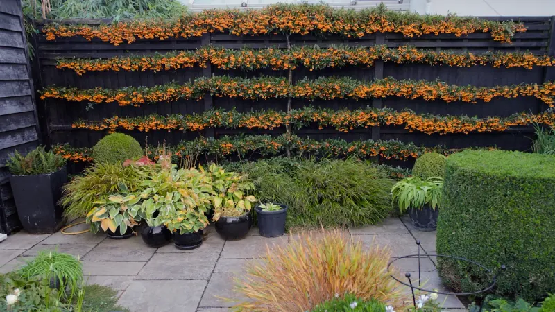 Graber Firethorn Pyracantha Graber Firethorn Pyracantha