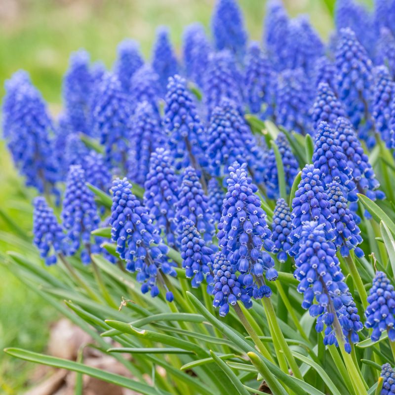Grape Hyacinths
