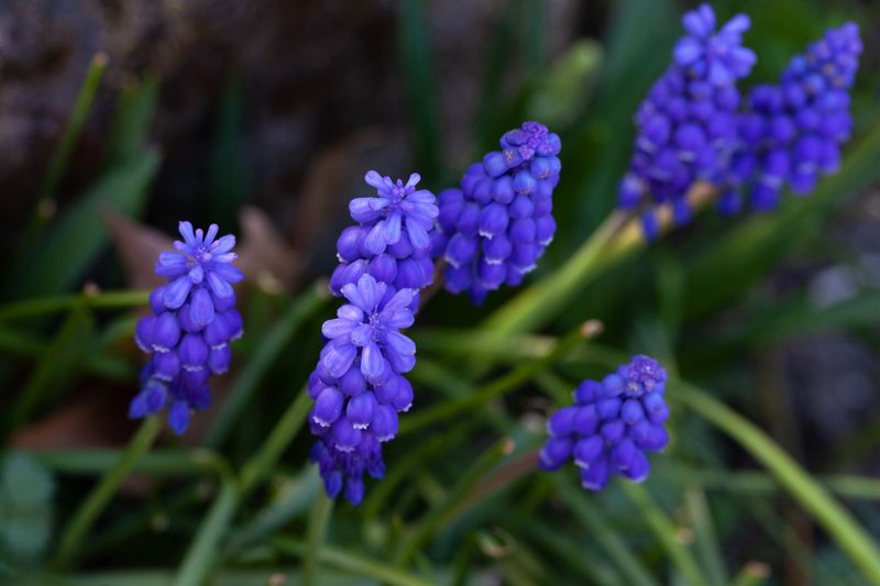 Grape Hyacinths For Carpets Of Blue