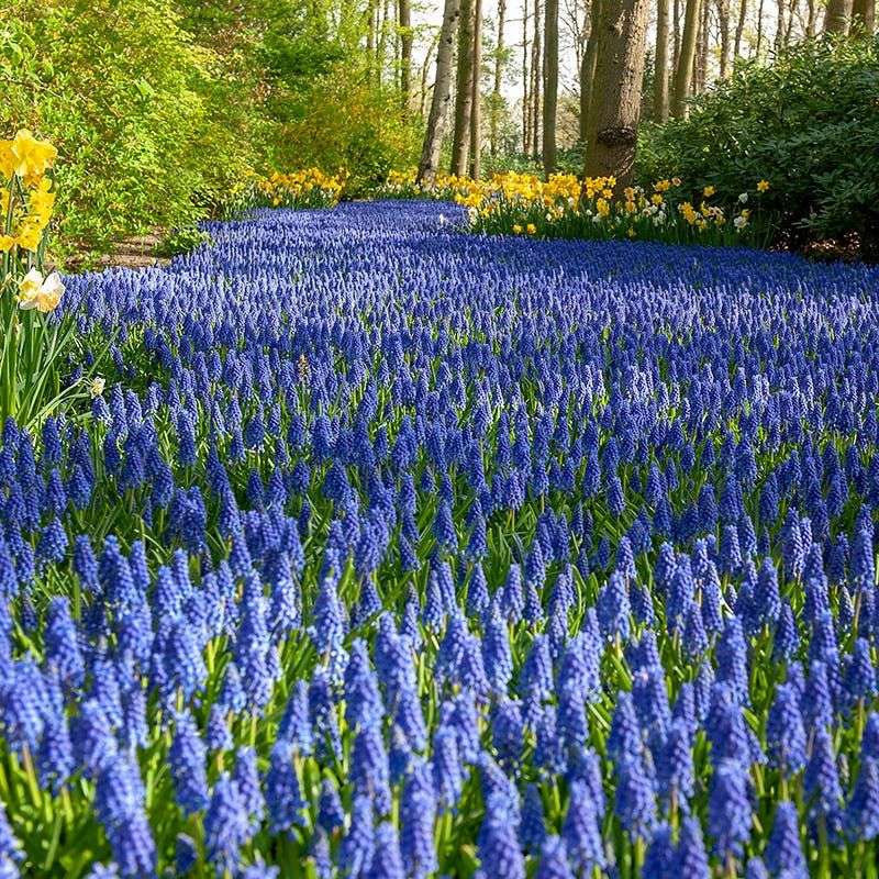 Grape Hyacinths For Easy Blue Carpets Grape Hyacinths For Easy Blue Carpets