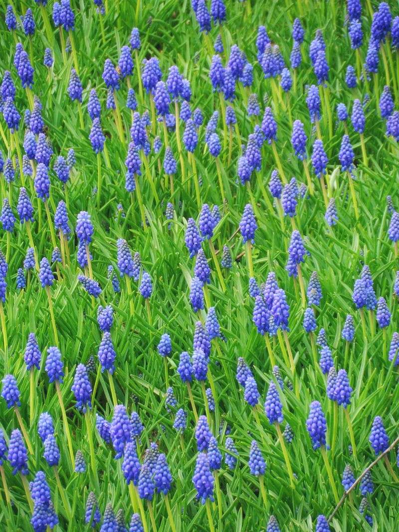 Grape Hyacinths Spreading Into Blue Carpets
