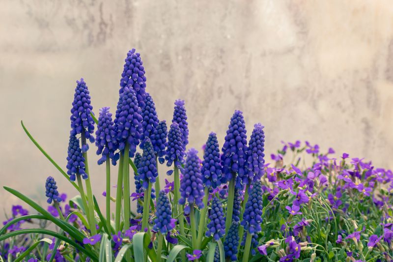 Grape Hyacinths To Edge Your Beds Grape Hyacinths To Edge Your Beds