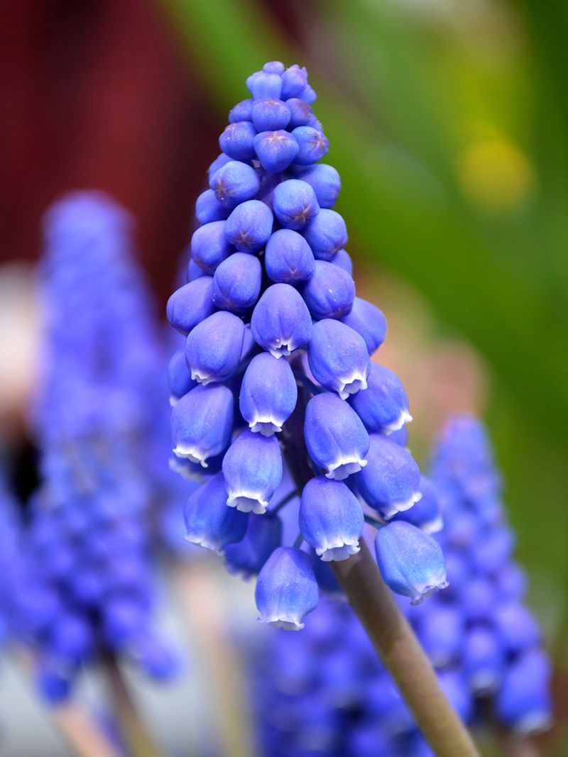 Grape Hyacinths Grape Hyacinths