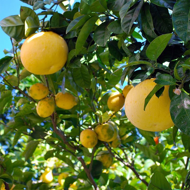 Grapefruit harvest timing depends on the cultivar Grapefruit harvest timing depends on the cultivar