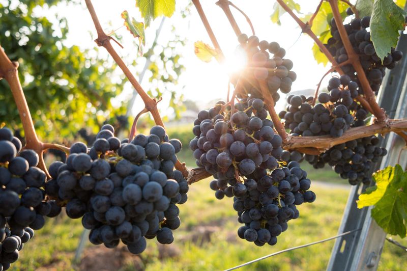 Grapes Will Not Ripen After Picking