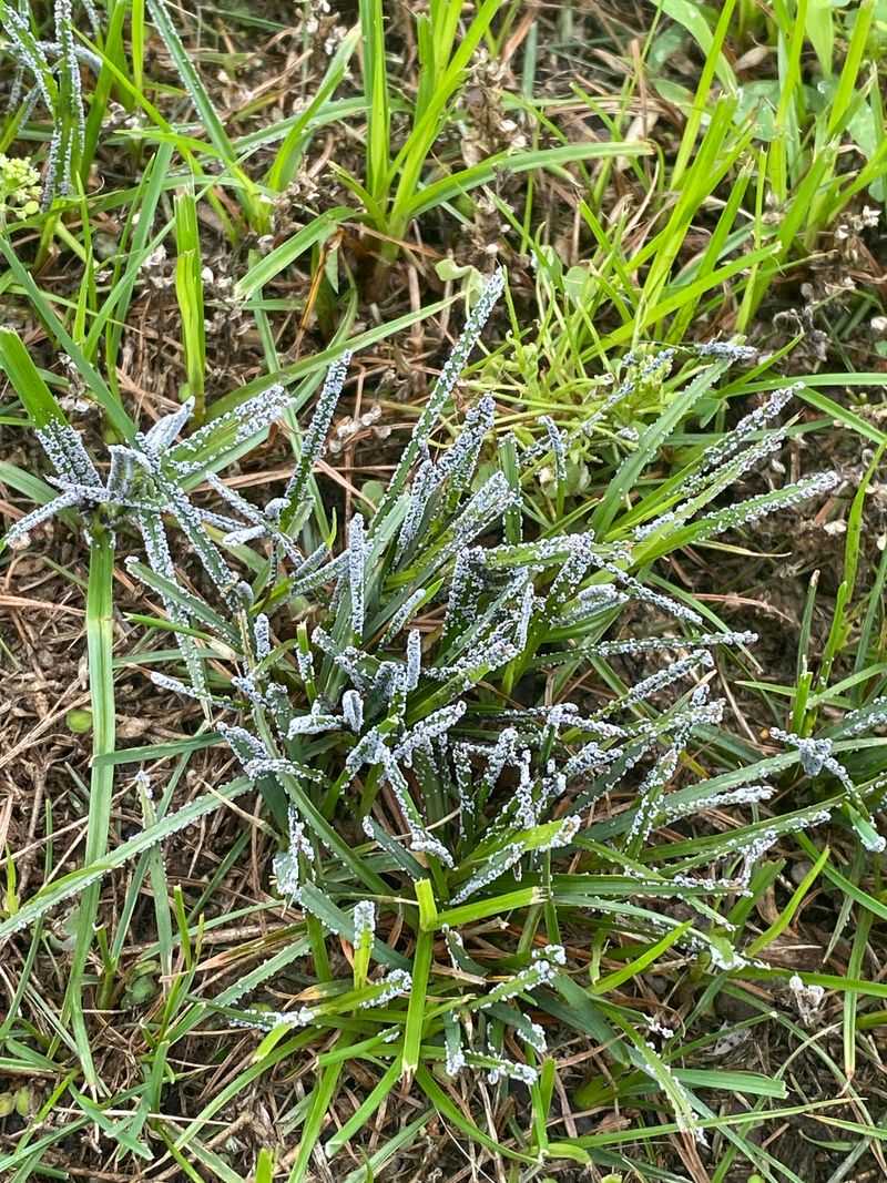 Grass And Leaves Can Become Colder Than The Air Around Them Grass And Leaves Can Become Colder Than The Air Around Them