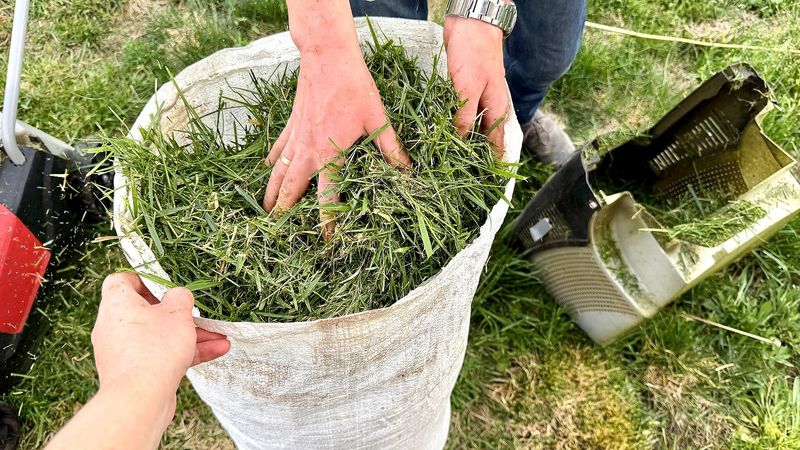 Grass Clippings Treated With Weed Spray