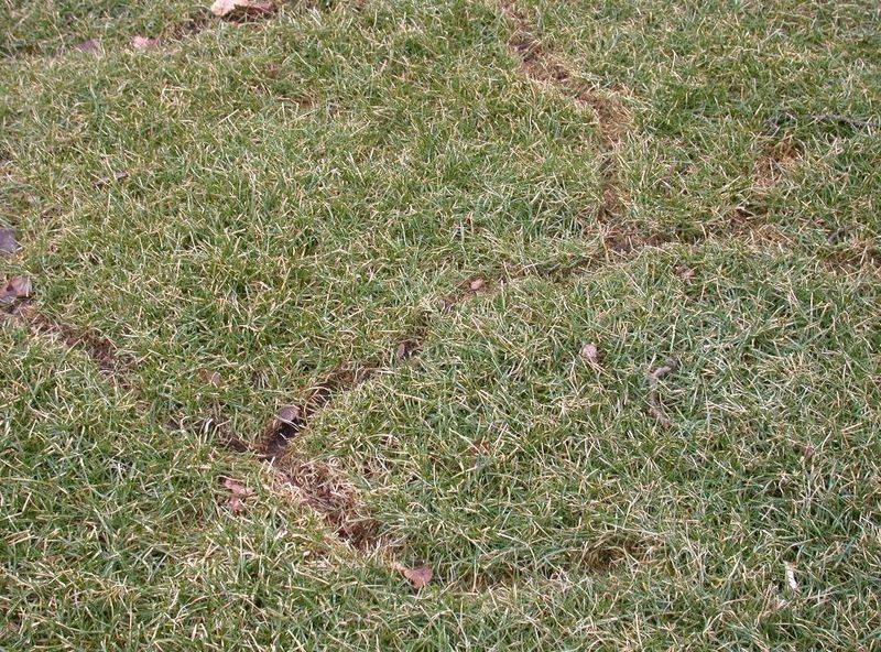 Grass Looks Clipped Along The Paths Grass Looks Clipped Along The Paths