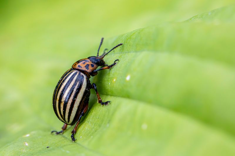 Grasshoppers And Beetles Fill Its Summer Menu