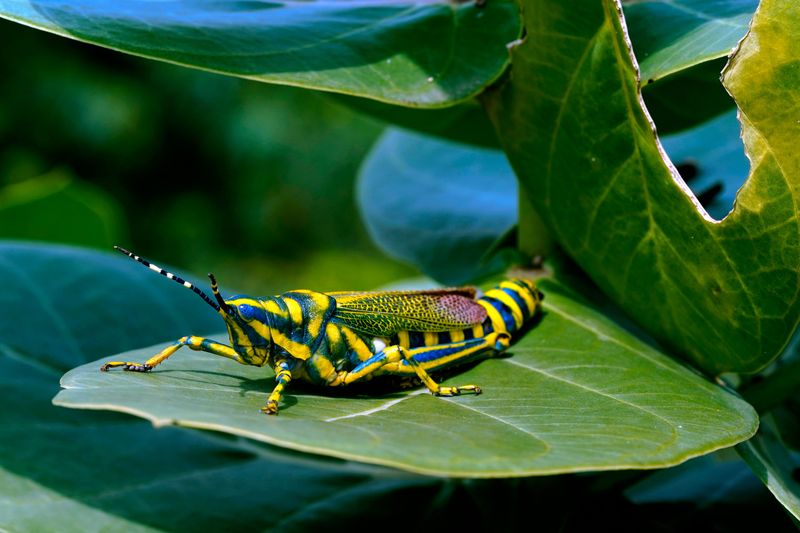 Grasshoppers And Other Insects Are A Big Part Of Their Diet Grasshoppers And Other Insects Are A Big Part Of Their Diet