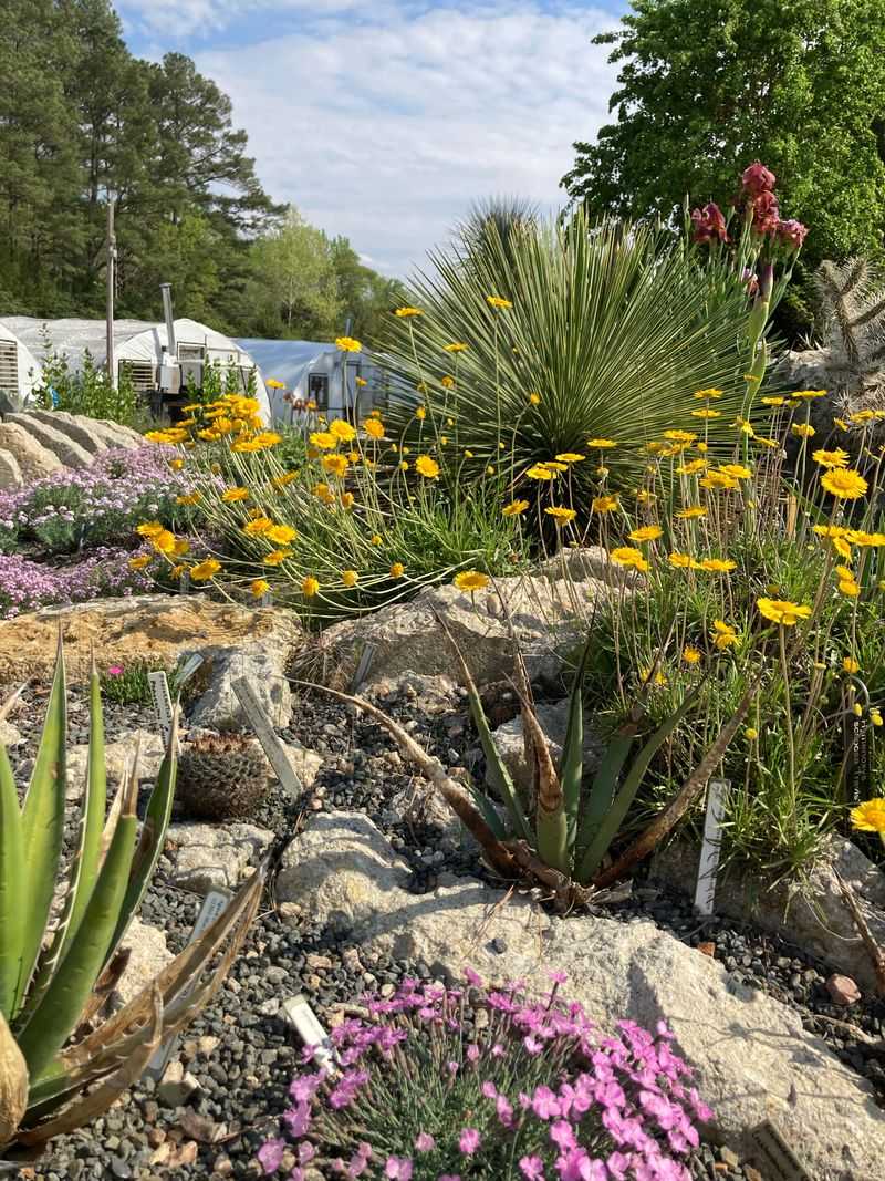Gravel For Plants That Need Dry Roots