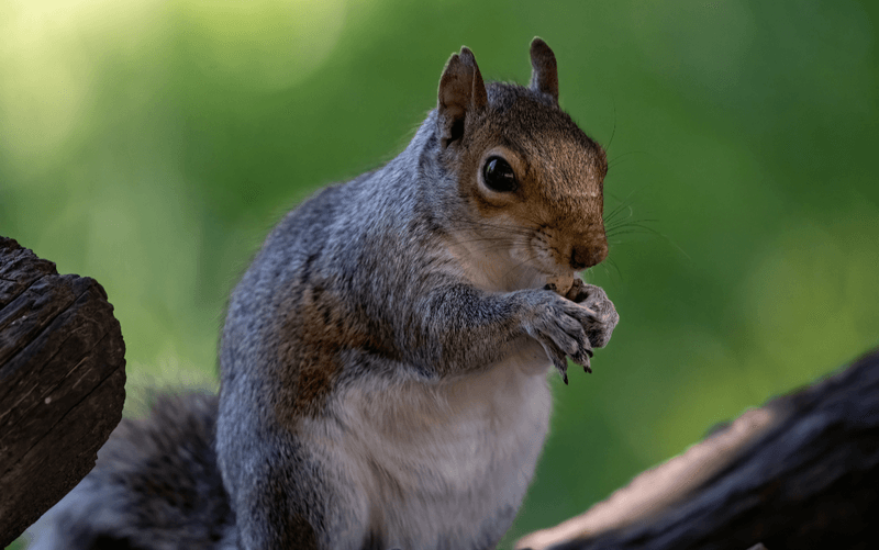 Gray And Fox Squirrels Both Build Them Gray And Fox Squirrels Both Build Them