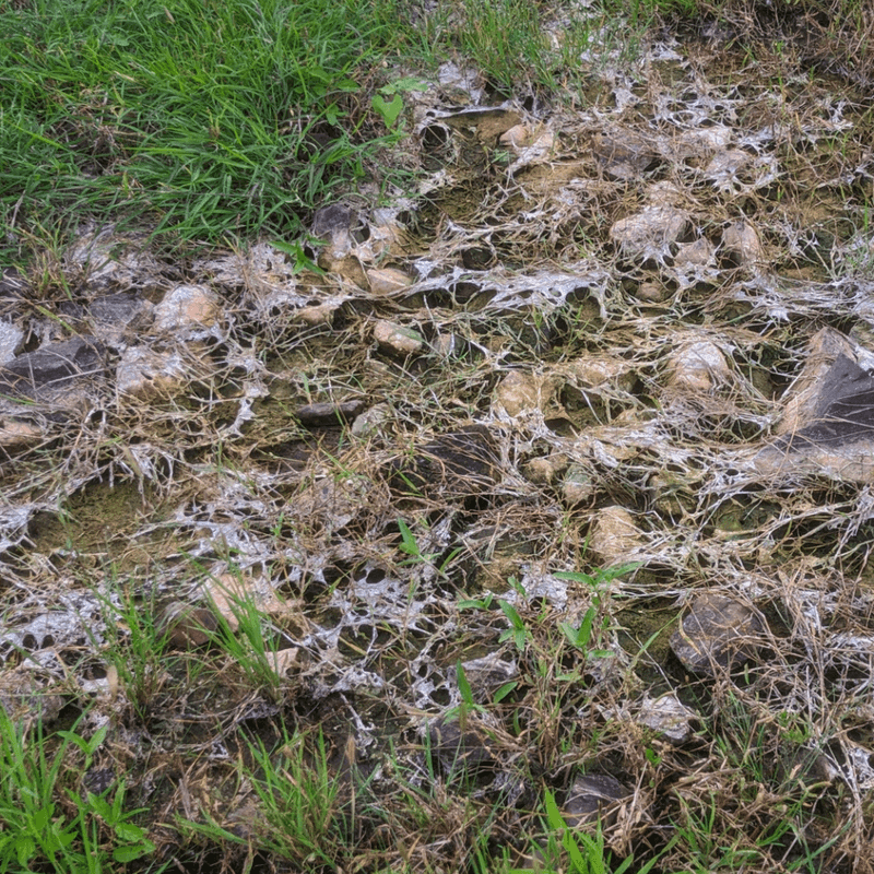 Gray And Pink Snow Mold Leave Matted Circular Patches In Spring Gray And Pink Snow Mold Leave Matted Circular Patches In Spring