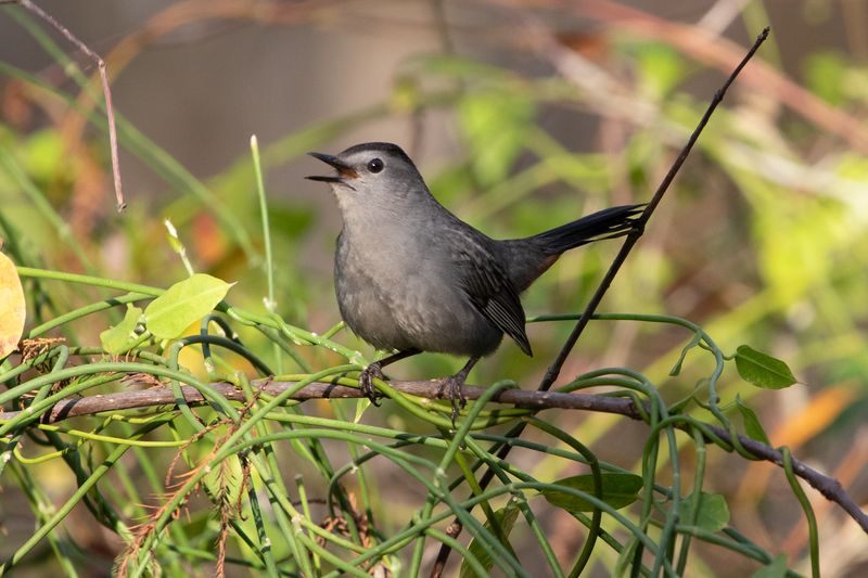 Gray Catbirds Slip Into Backyard Thickets Gray Catbirds Slip Into Backyard Thickets