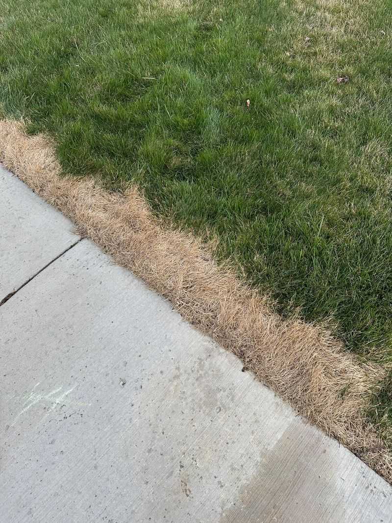 Gray, Crispy Patches Point To Salt Damage Gray, Crispy Patches Point To Salt Damage