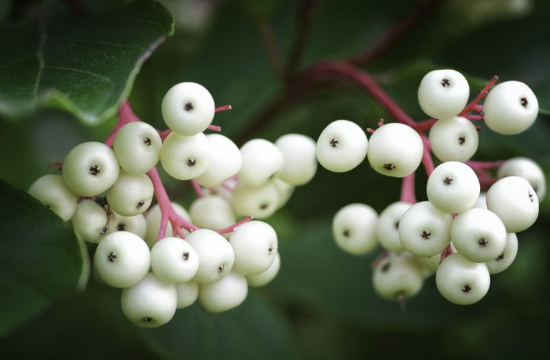 Gray Dogwood For White Berries On Red Stems Gray Dogwood For White Berries On Red Stems