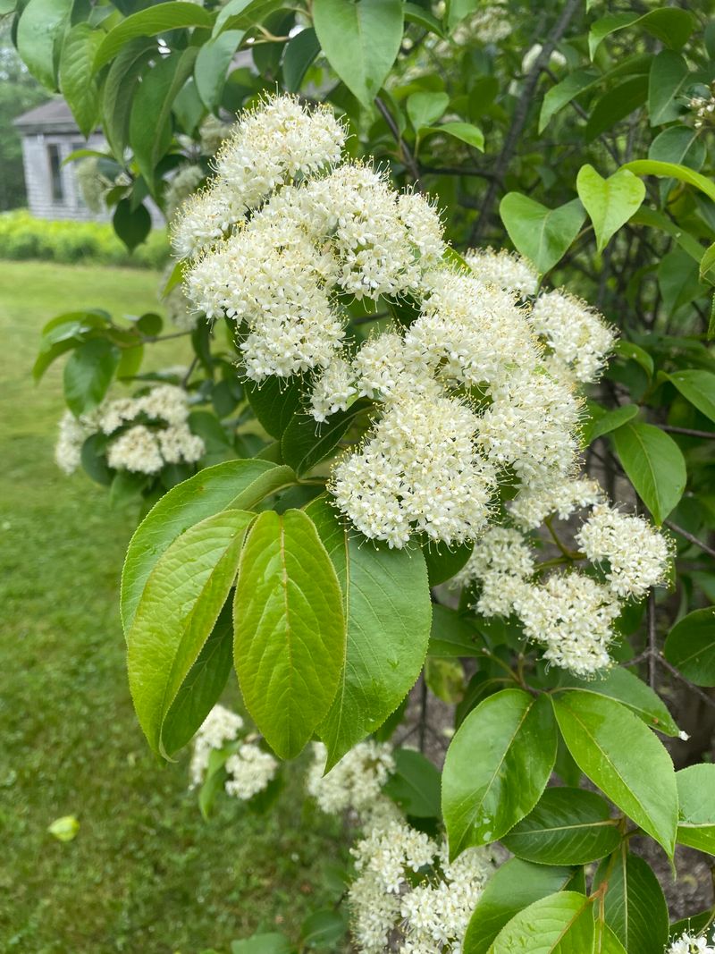 Gray Dogwood Forms A Flexible Thicket