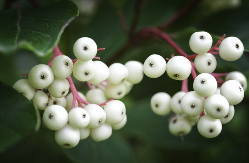 Gray Dogwood Makes A Tough Michigan Hedge