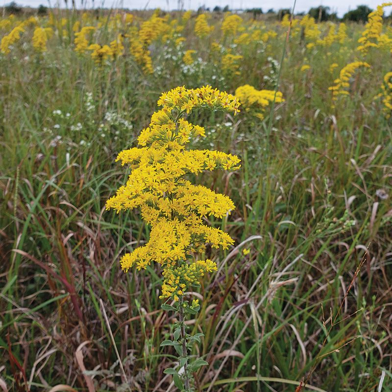 Gray Goldenrod