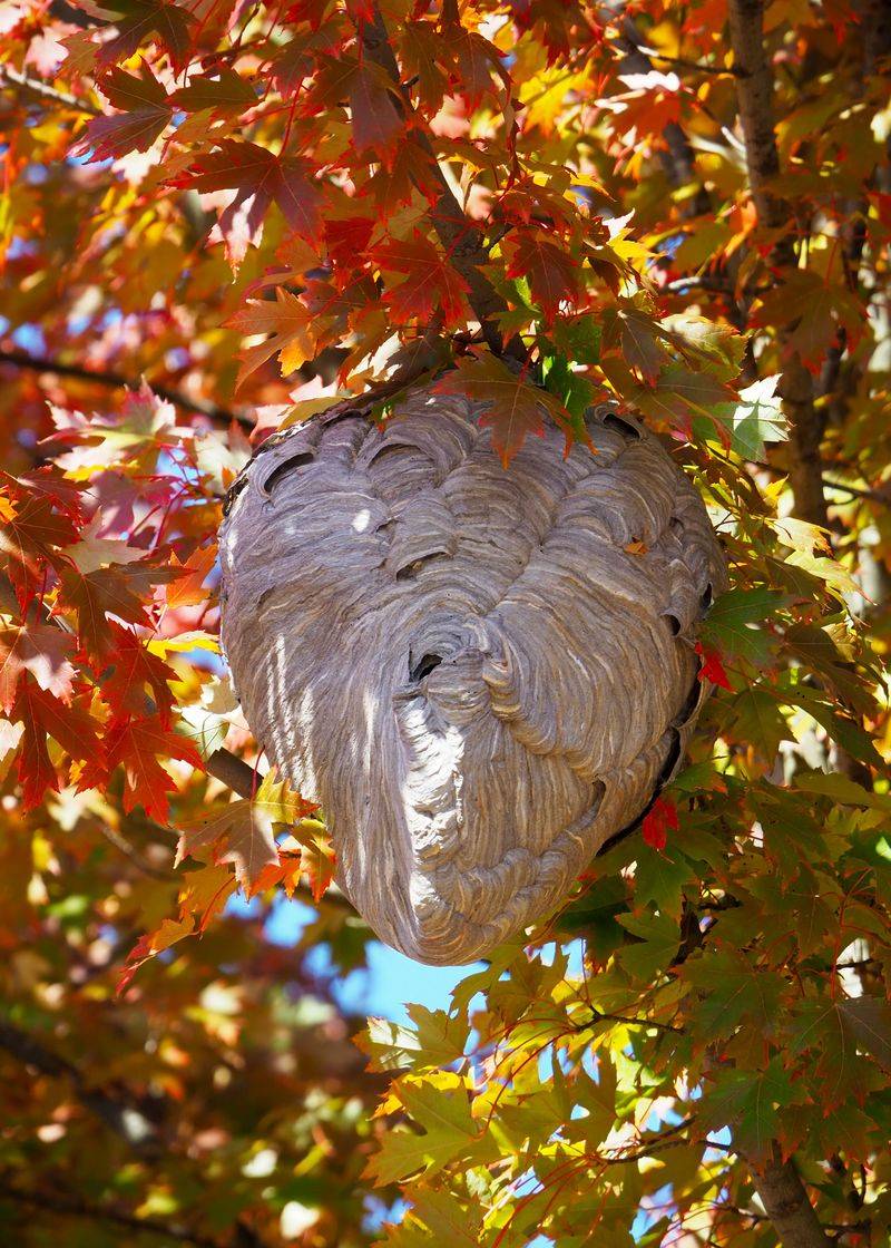 Gray Paper Nests Built By Bald-Faced Hornets Gray Paper Nests Built By Bald-Faced Hornets