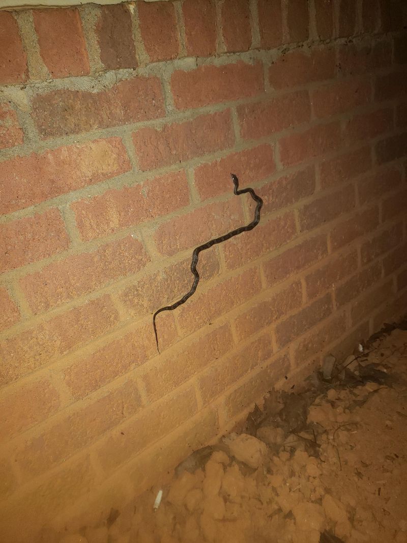Gray Ratsnakes Can Climb Walls And Ductwork Gray Ratsnakes Can Climb Walls And Ductwork