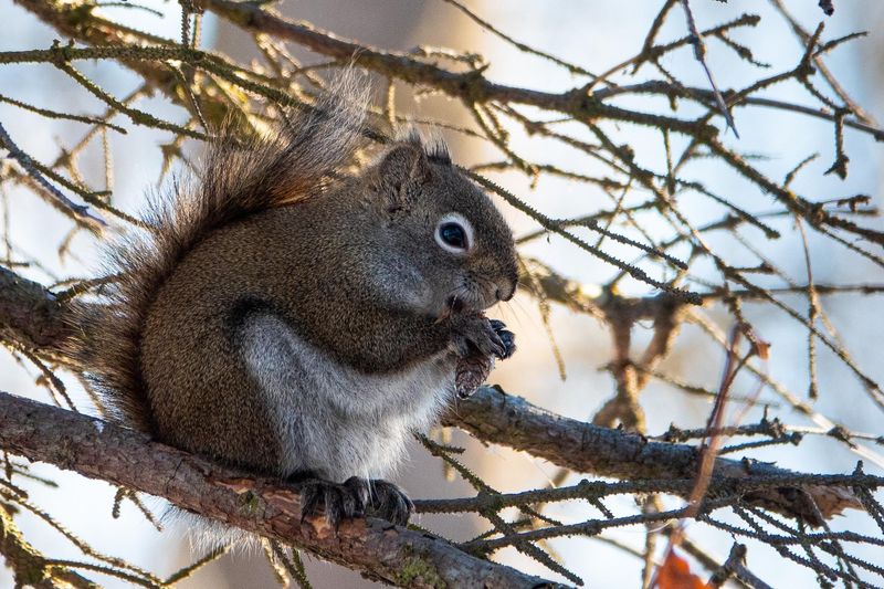 Gray Squirrels Weave Leaves And Twigs Into A Tight Sphere